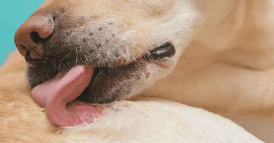 A dog licking a patch of its reddened, injured, skin.