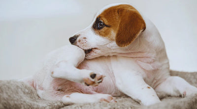 Puppy scratching its leg while lying on a soft blanket, showing signs of skin irritation or itchiness.