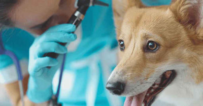 A veterinarian in scrubs inspecting a Corgi dog's ear.