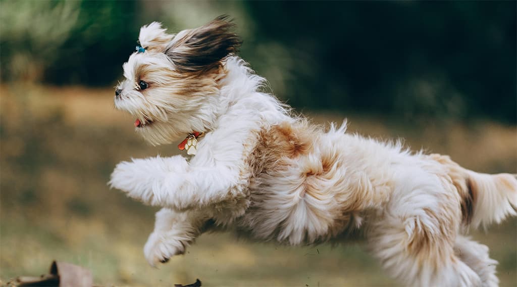 Small fluffy dog running outdoors on grass, reflecting active pet wellness and the benefits of natural pet wound care support.