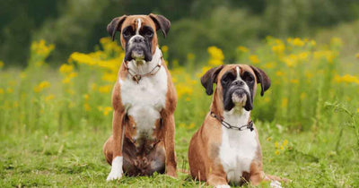 How to Enhance Your Dog's Quality of Life with Natural Joint Supplements