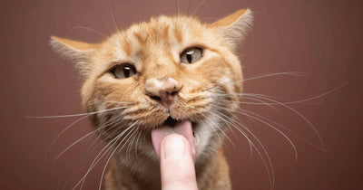 A ginger tabby with some food smeared on their nose licking a human's finger clean.