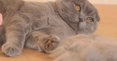 A Scottish Fold cat laying on their side on a wooden floor next to a pile of shed fur.