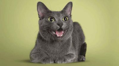 A happy-looking Russian Blue cat laying on their belly.