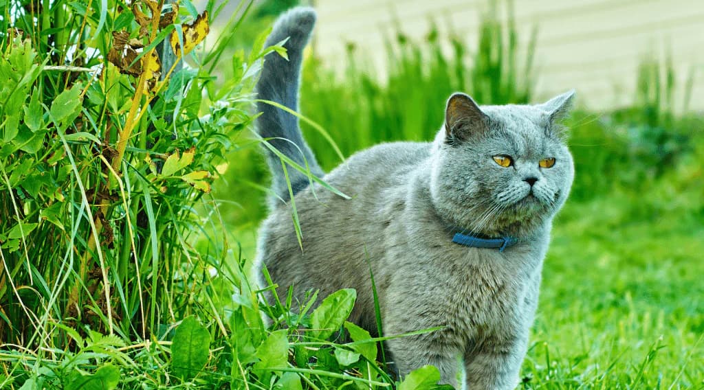 Grey British Shorthair cat outdoors in grass, observing feline urinary health and behavior in a natural setting.