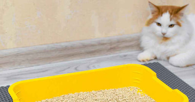 A grumpy-looking cat laying down and staring ahead at a litter box.