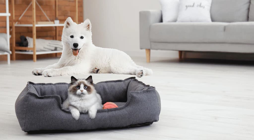 Indoor dog and cat together in a modern living room, white dog lying on the floor and ragdoll cat sitting in a gray pet bed, representing healthy indoor pets.