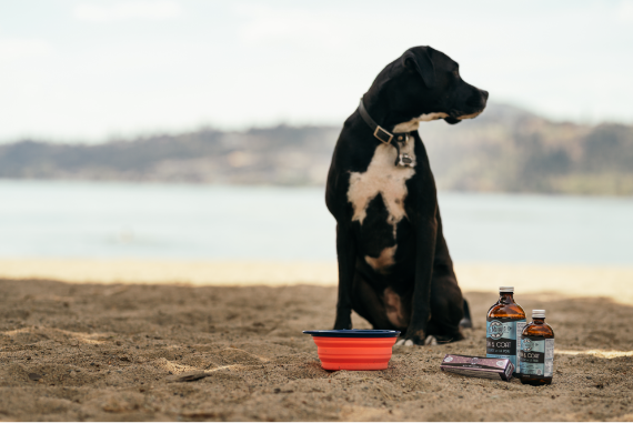 Dog with NaturPet Store Products