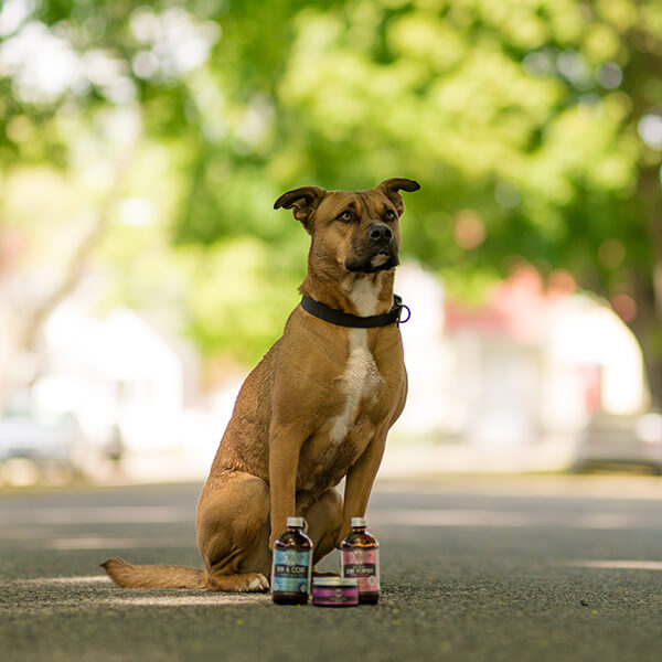 NATURE_PET_STORE_BOXER_WITH_DR_MAGGIE_PRODUCTS