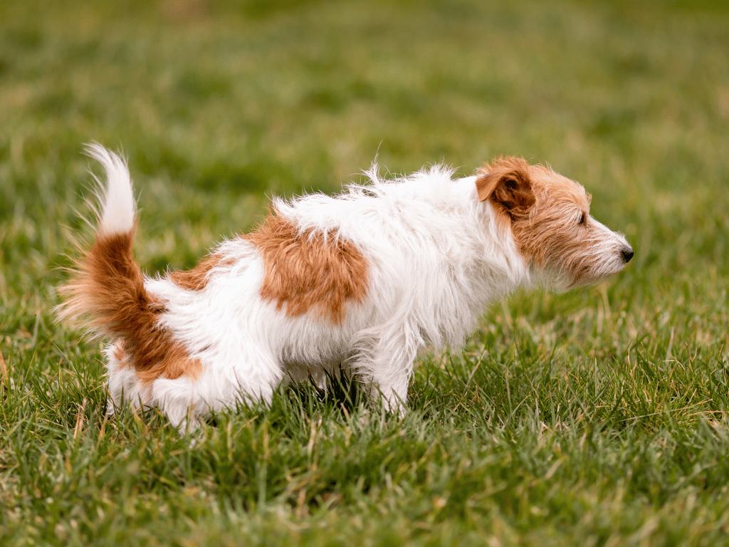 Understanding Acidic Dog Urine
