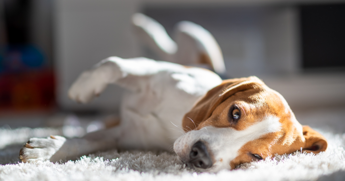 Stress Relief for Pets: How to Calm Your Dog or Cat Naturally