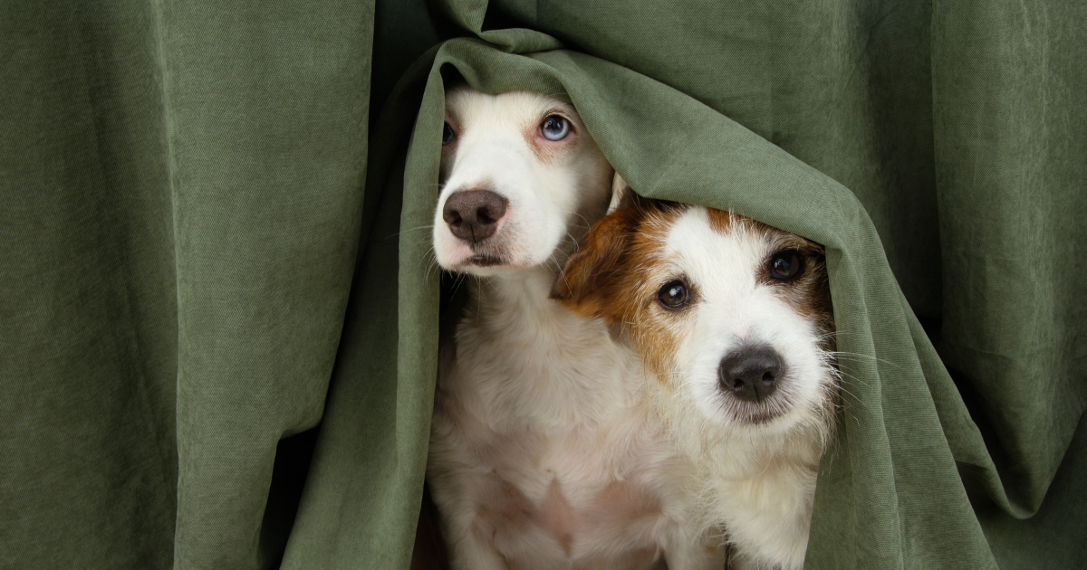 Why Dogs Are Afraid of Thunder & Storms