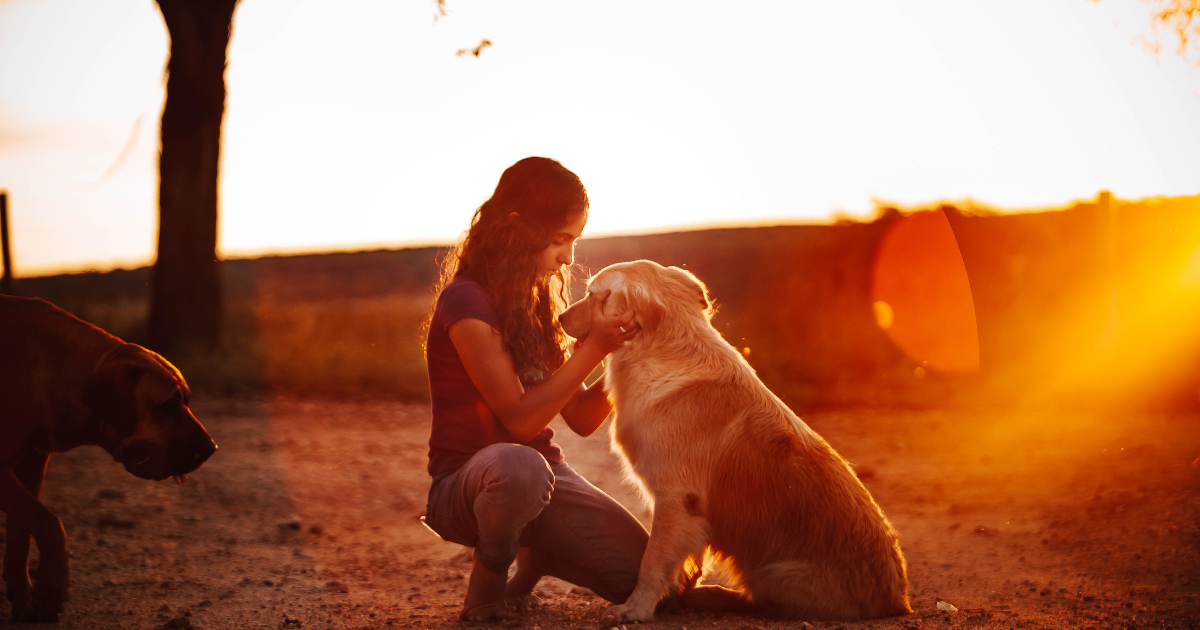Too Hot to Handle: How to Spot the Hidden Signs of Heatstroke in Dogs and Cats