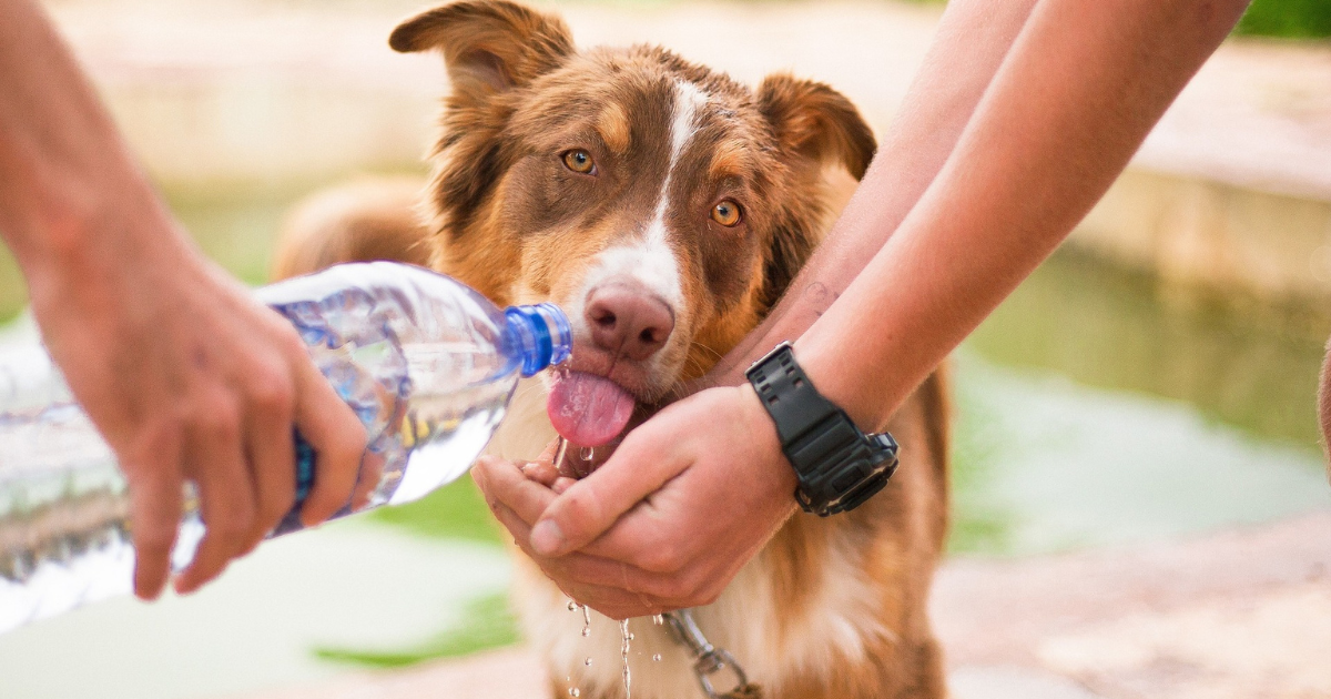 Hydration Hacks &amp; Cooling Herbal Treats for Summer Pets