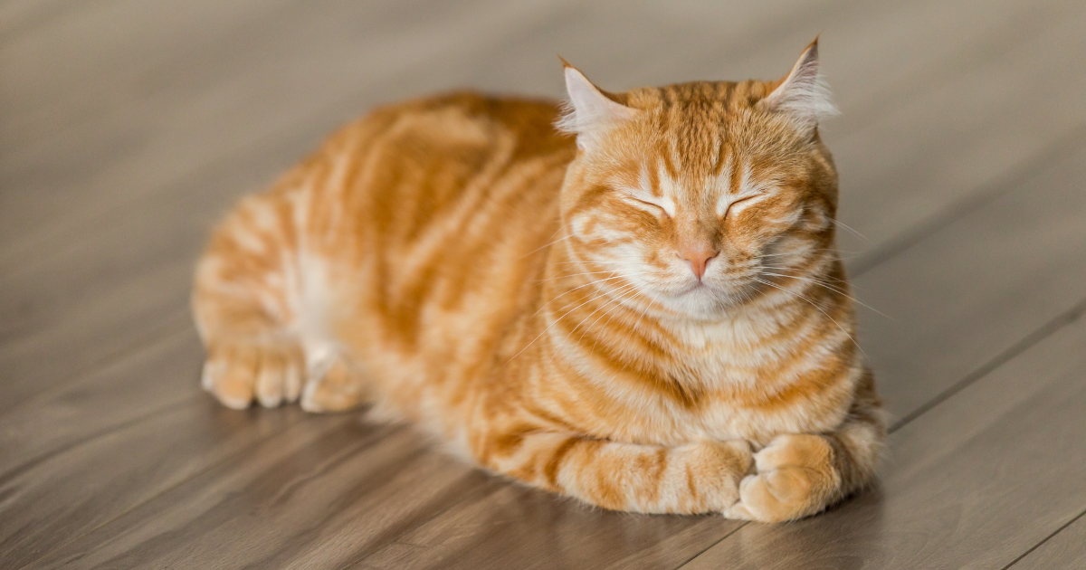 The Fetch-tastic Benefits of Ashwagandha for Dogs & Cats