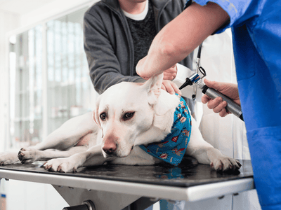 Veterinarian examining a white dog's ears with an otoscope during a check-up, owner comforting the pet, in a clinical setting