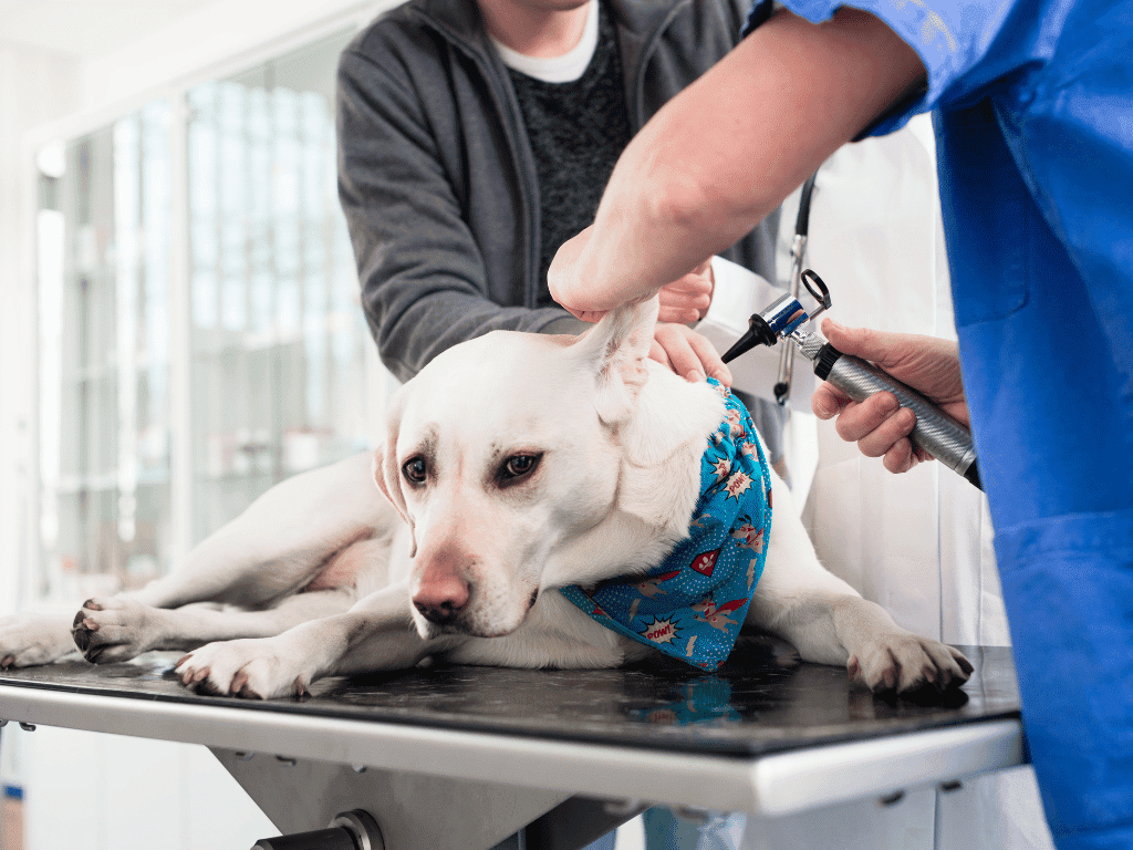 Ensure your furry friend's ear health with our in-depth guide on dog ear infections. Learn to recognize signs, prevent issues, and find remedies.