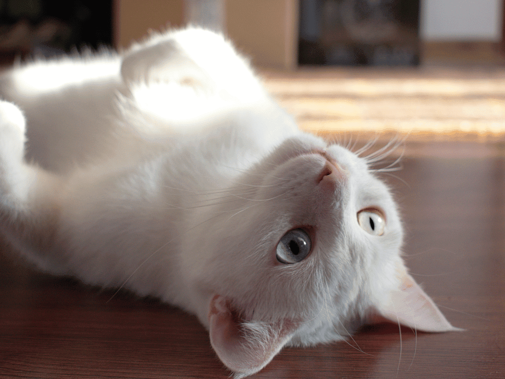 Supplements to keep your feline friend purring with our in-depth buyer's guide. Read now, and don't let arthritis slow them down.