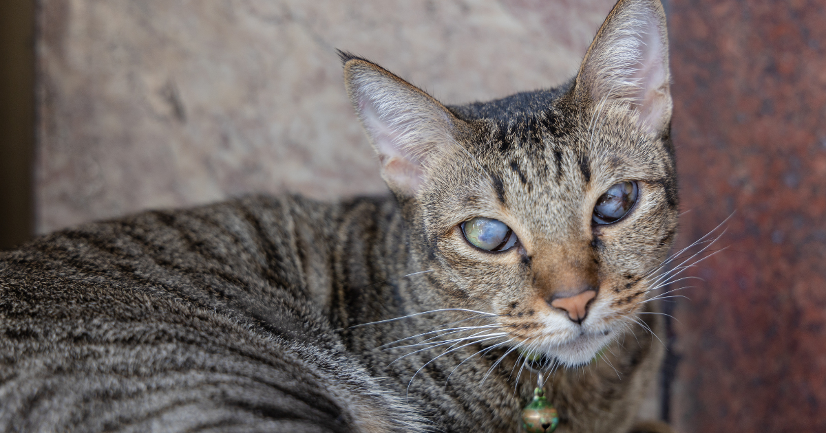 Seeing Clearly Again: Causes of Cloudy Eyes in Pets, Home Care Tips & Natural Support
