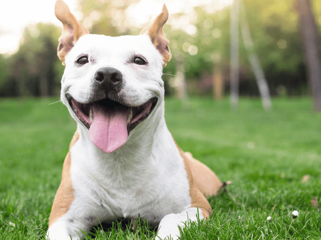 Happy dog lying on grass with a big smile and tongue out, embodying joyful pet health and vitality in a park setting