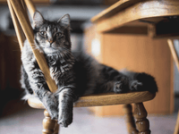 A serene tabby cat with a striking striped grey coat and vivid green eyes sits elegantly on a wooden chair, exuding calm and poise in a warmly lit home setting