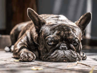 A weary-looking French Bulldog lying down on wooden decking, appearing lethargic and potentially symptomatic of digestive upset