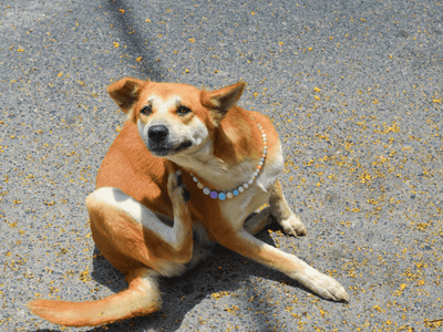 Dog scratching ear on the pavement with a curious expression, adorned with a colorful beaded necklace, showcasing potential skin irritation issues in pets