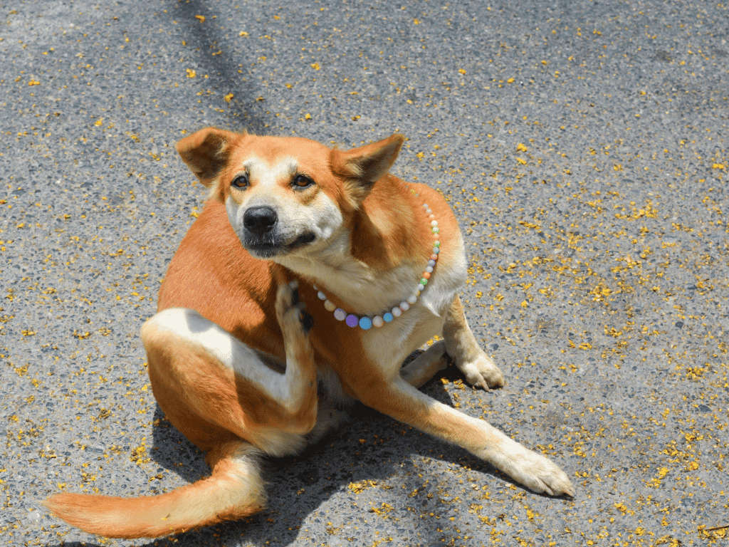 Discover what's good for dog skin irritations with our guide. Learn about natural remedies and products to keep your pup's skin healthy. Check it out!