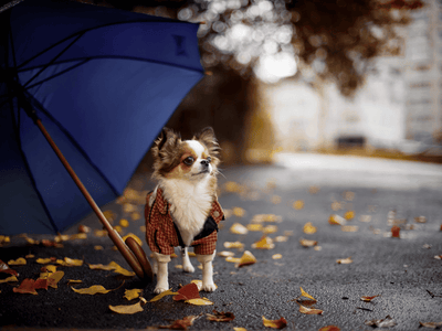 A well-dressed Chihuahua under a blue umbrella highlights pet storm anxiety solutions in the serene backdrop