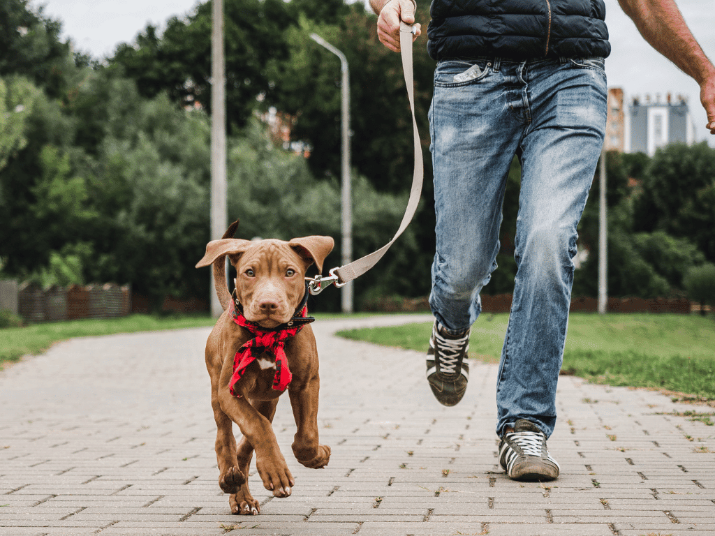 Unlocking Your Pet's Potential: The Ultimate Guide to Early Age Training and Wellness