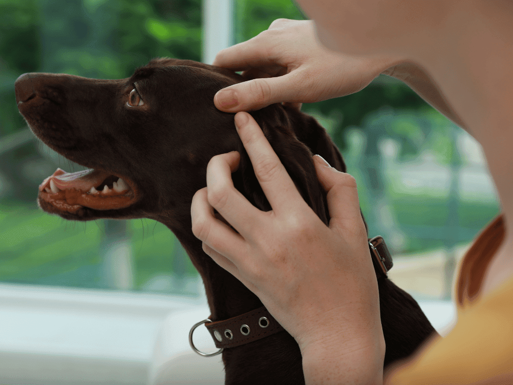 How to Protect Your Pet from Flea and Tick-Related Health Risks