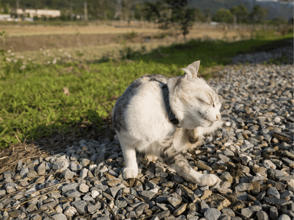 A cat wearing a harness scratching its chin while sitting on a gravel path with greenery in the background