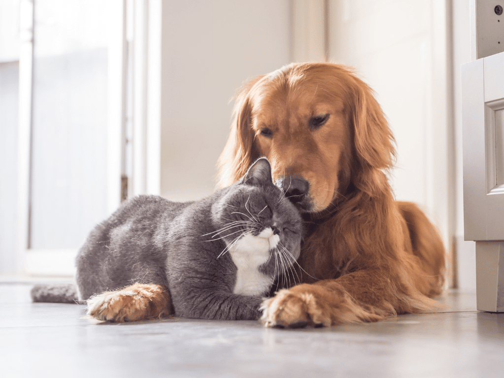 Your pet's kidneys are essential for their well-being. Uncover common problems, early detection, & supplements. Explore NaturPet products at Nature Pet Store.