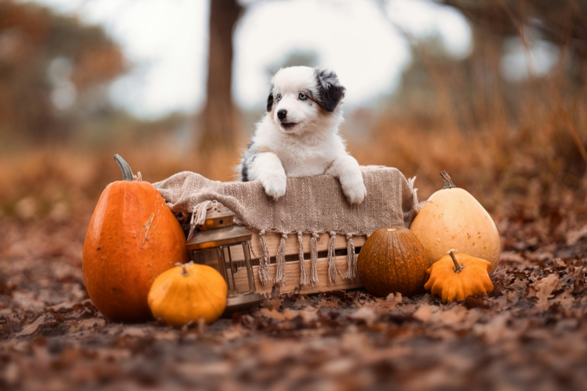 Keeping Pets Safe &amp; Happy This Halloween: A Natural Guide for Pet Parents