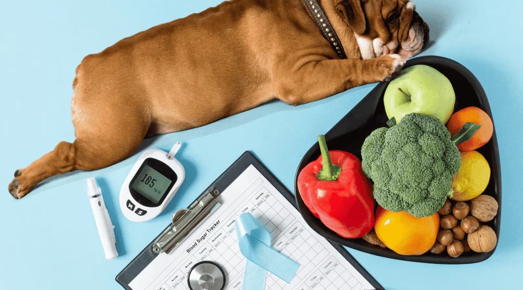 Brown bulldog laying beside a glucometer, stethoscope, clipboard, and a heart-shaped bowl of fruits, vegetables, and nuts on a light blue background.
