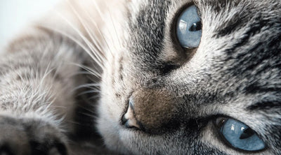 Close-up of a blue-eyed tabby cat, highlighting pet eye health and vision clarity