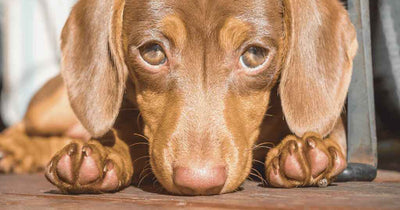 A Dachshund dog lying down on a wooden deck in the sun with clear, brown eyes.