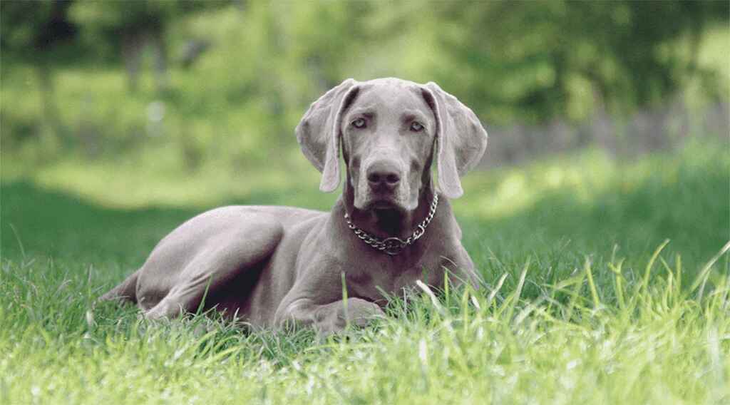 A Weimaraner dog laying in a grassy meadow with a chain collar.