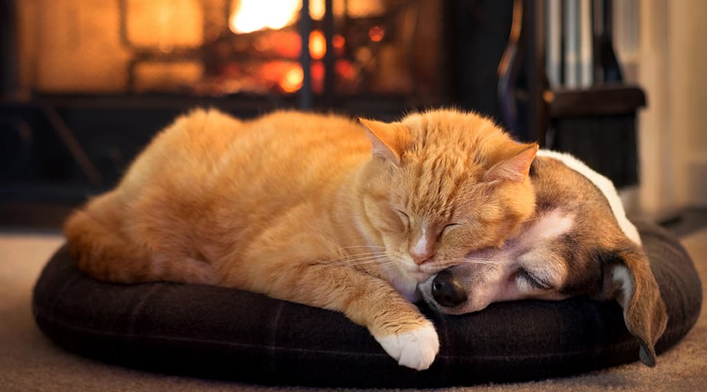 A ginger tabby cat and a brown-and-white dog sleeping cuddled together on a black pet bed in front of a glowing fireplace.