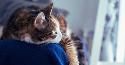 A cat lounging on a blanket looking out at a window with sunlight streaming in.