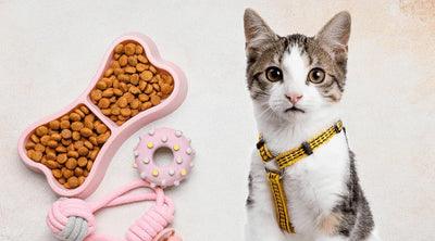Tabby cat wearing a yellow harness sits beside a pink bone-shaped bowl of dry food, a donut-shaped toy, and a pink rope toy on a light background.