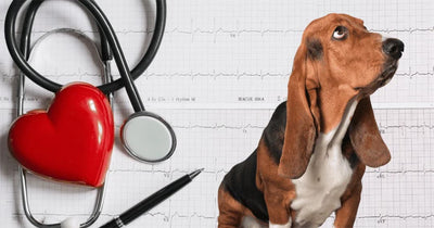 Basset hound dog sitting beside a stethoscope, red heart model, and ECG chart symbolizing pet heart health and veterinary cardiology care.