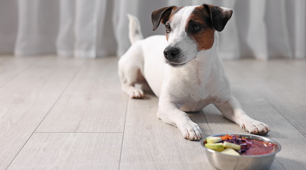 Feeding raw? Learn how raw diets can increase parasite exposure, the early signs pet parents miss, and how to support gut health proactively.