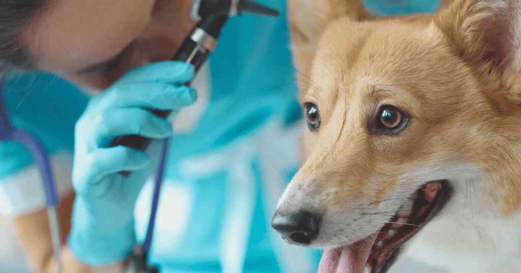 A veterinarian in scrubs inspecting a Corgi dog's ear.