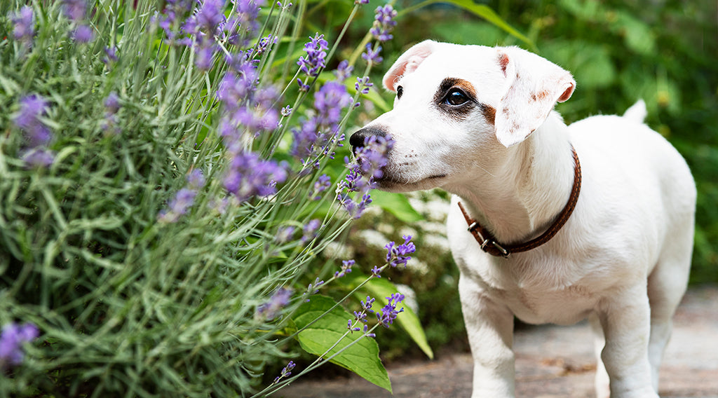 If you’re using herbs long-term, cycling is a great tool to help you keep seeing the results you’re looking for without letting the process become overwhelming. 
