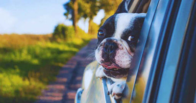 A happy Boston Terrier dog sticking their head out the window of a car as it drives down a gravel road with a few sparse trees in the background.