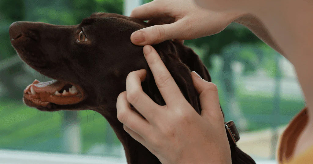 Learn how to protect your pet from fleas and ticks with natural solutions. Explore our guide for a healthy, happy four-legged companion.