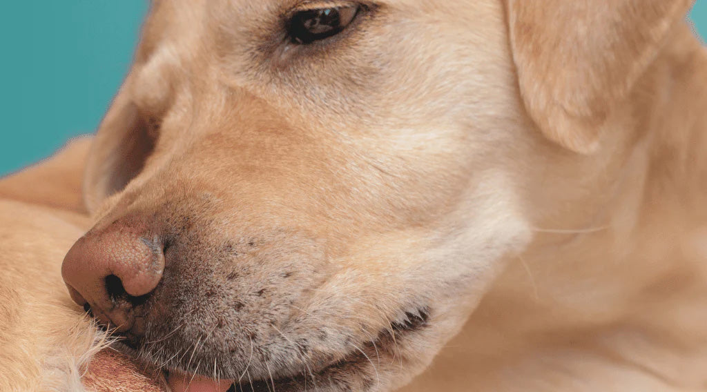 Close-up of a golden Labrador retriever licking its itchy paw, showing signs of irritation from a possible yeast infection against a teal background