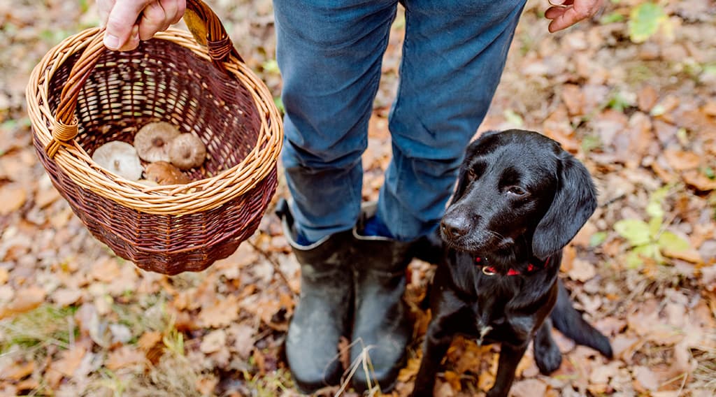 A person in boots stands on a leaf-covered forest floor in autumn holding a wicker basket of freshly picked mushrooms beside a black dog sitting and looking up.