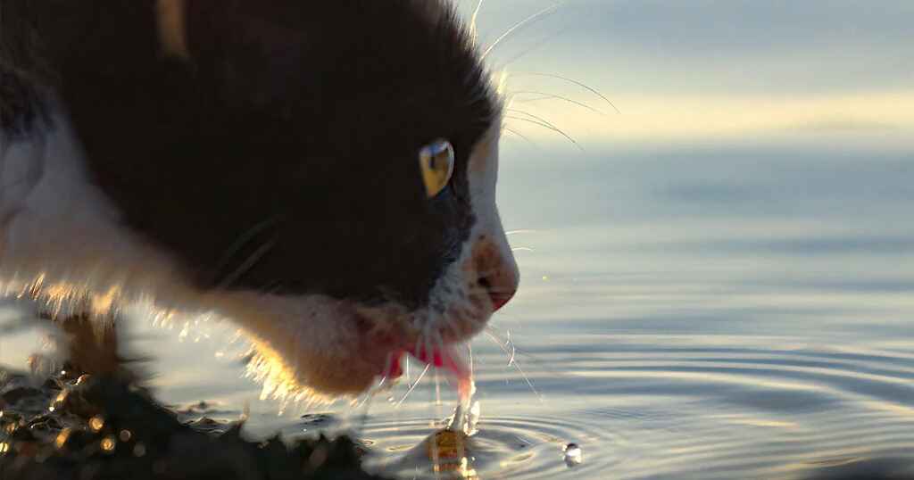 Quenching Curiosity: Unlocking the Secrets to Your Cat's Health and Hydration